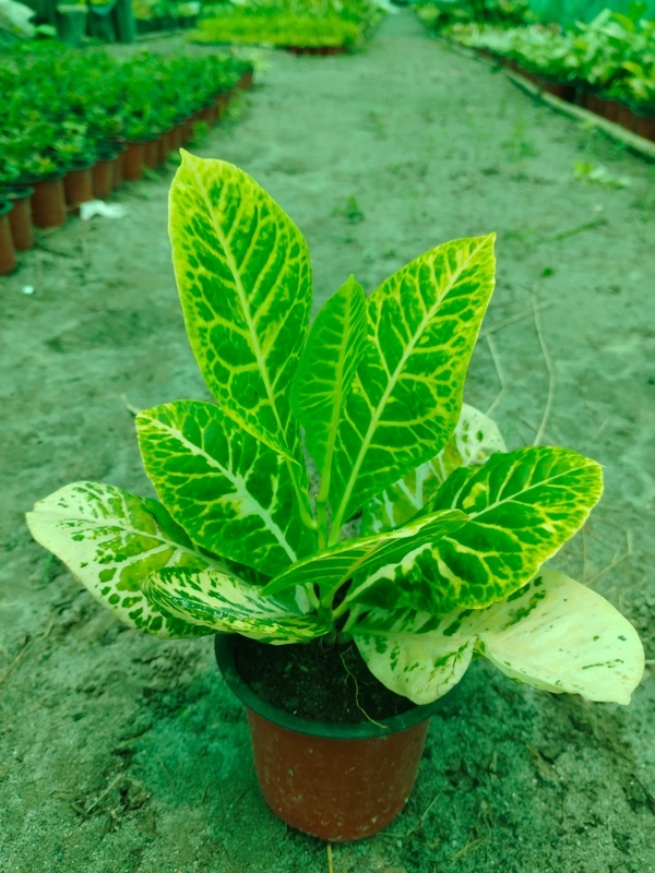 Petra Croton Yellow  - 
