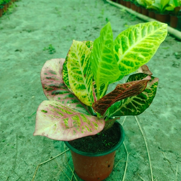 Petra Croton Red
