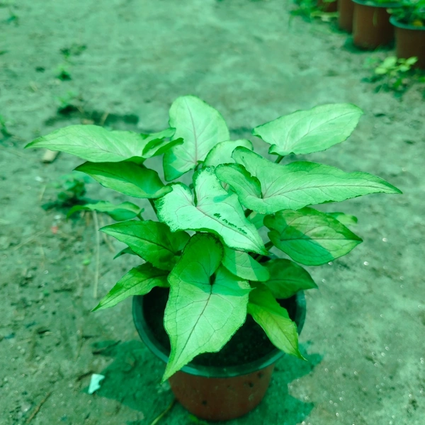Syngonium Good Luck Dwarf