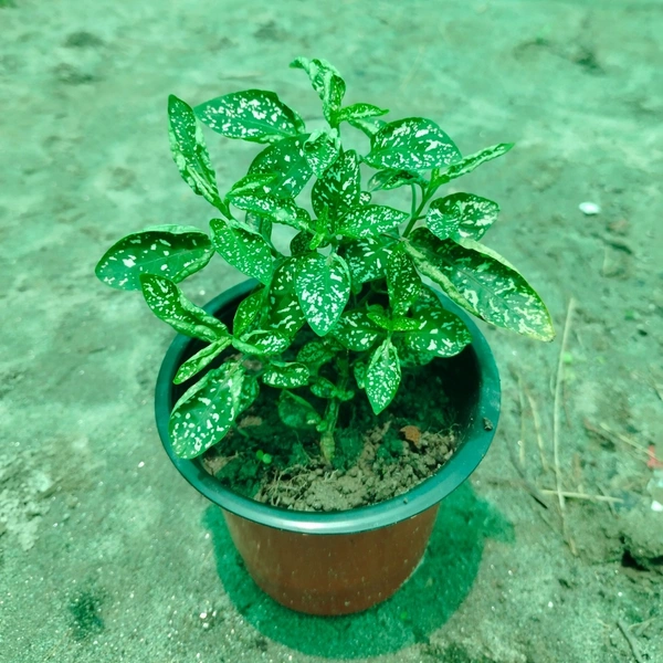 Polka Dot Plant (White Splash)