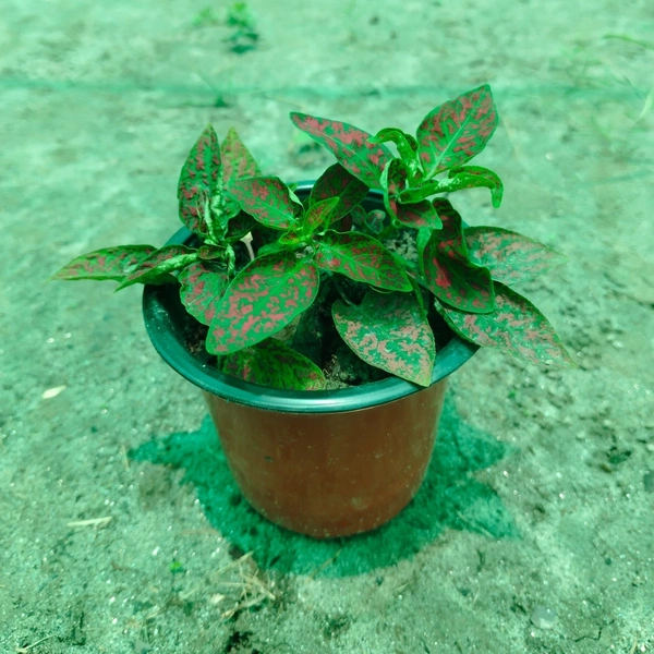 Polka Dot Plant (Red Splash)
