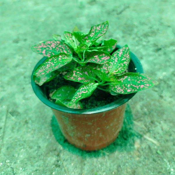 Polka Dot Plant (Pink Splash)