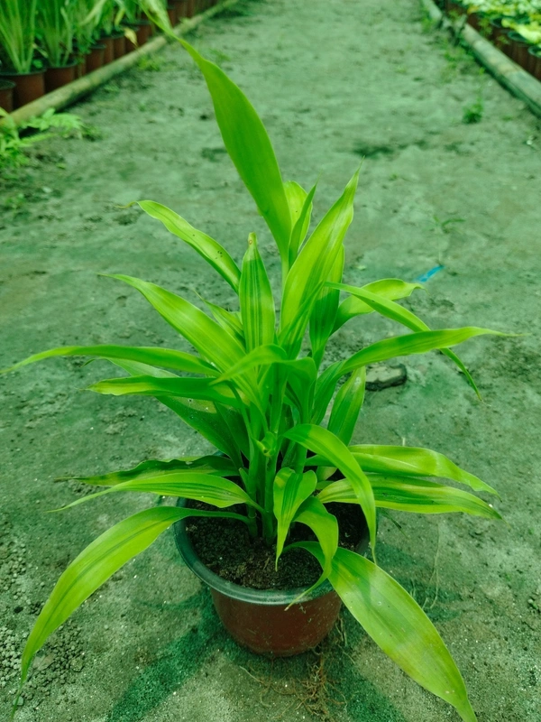Dracaena Sanderiana (Lucky Bamboo)