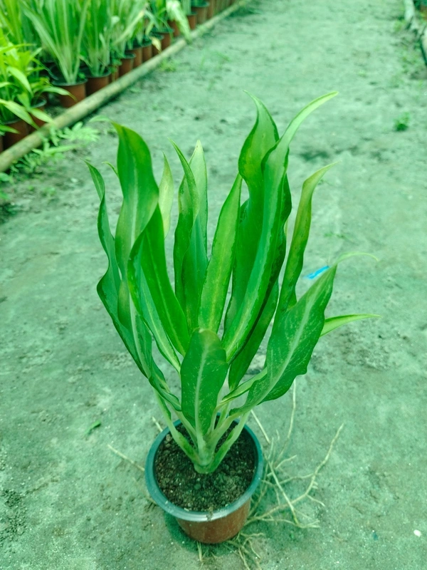 Aglaonema Cutlass 