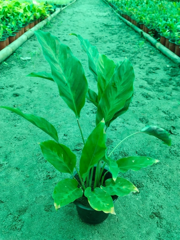 Calathea Rufibarba