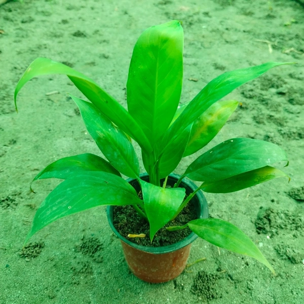 Peace Lily 