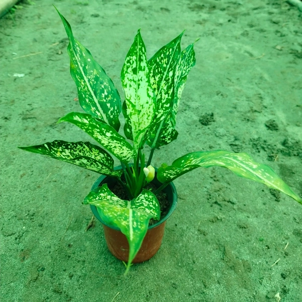 Aglaonema Snow White 