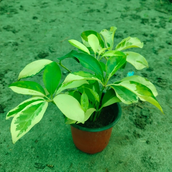 Schefflera arboricola Gold Capella 