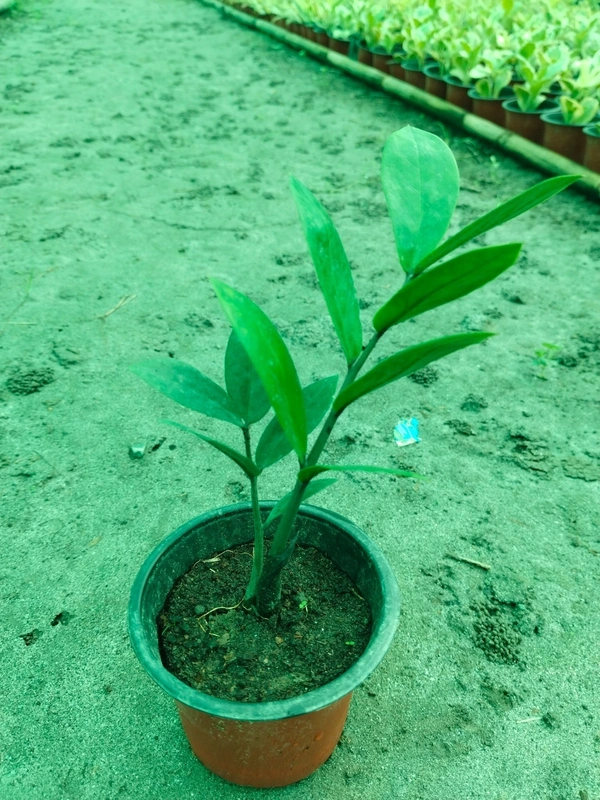 ZZ Plant 