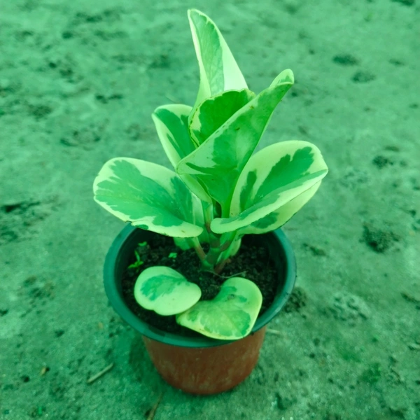 Peperomia Obtusifolia Baby Rubber Variegated