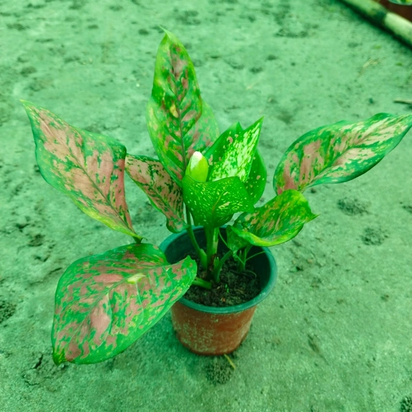 Aglaonema Red Valentine 
