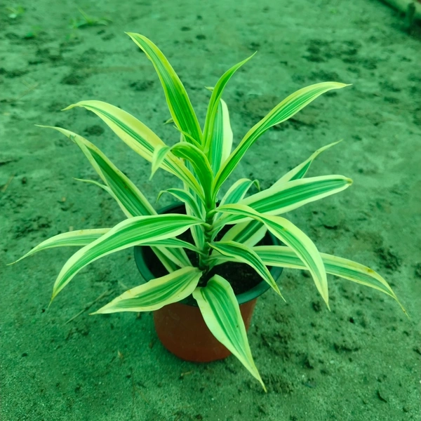Dracaena reflexa -Song of India 