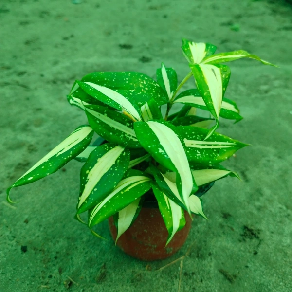 Dracaena Surculosa -Milky Way 
