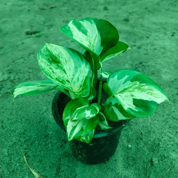 Manjula Pothos