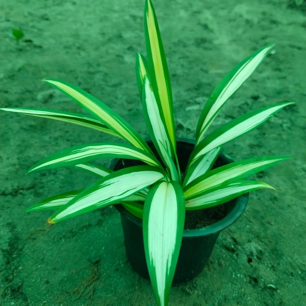 Spider Plant Vittatum 