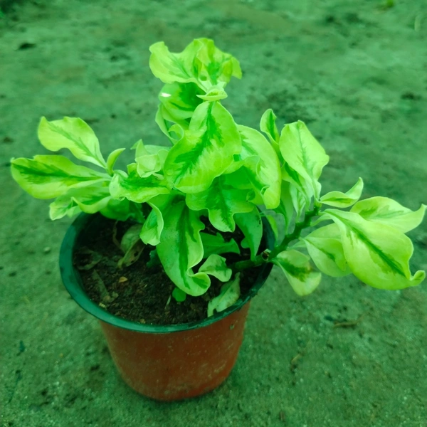Pedilanthus Variegated 