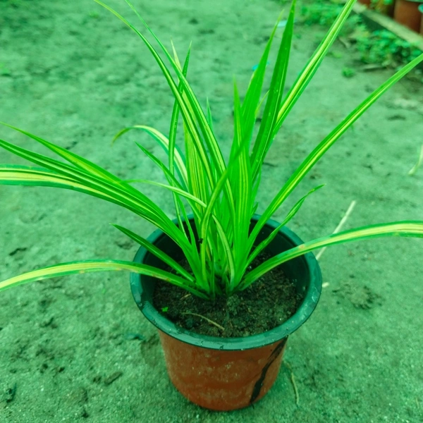 Pandanus veitchii