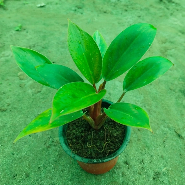 Philodendron Red Empress