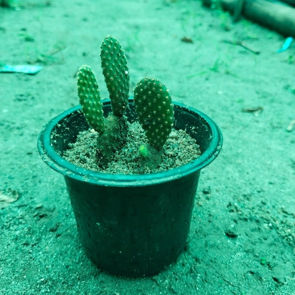 Cactus Bunny