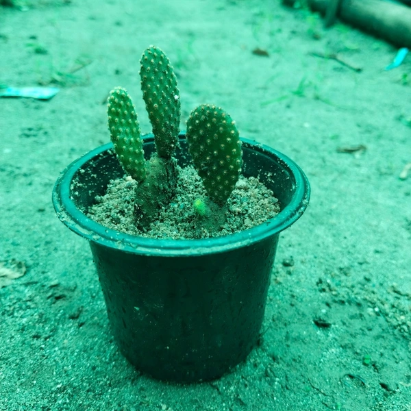 Cactus Bunny