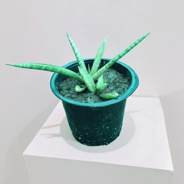 Sansevieria Cylindrica Variegated
