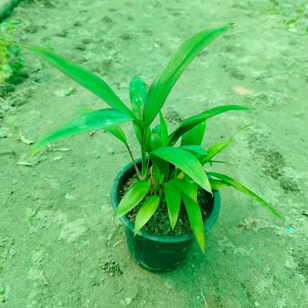 Cordyline Cannifolia 