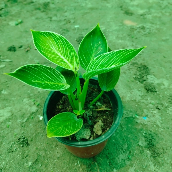 Philodendron Birkin 