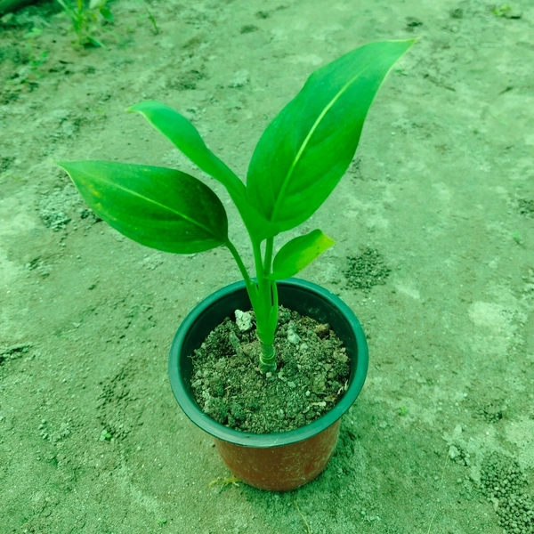 Dieffenbachia Green Magic 