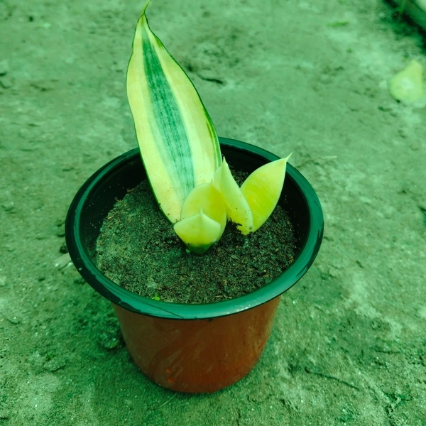 Sansevieria trifasciata 'Golden Hahnii'