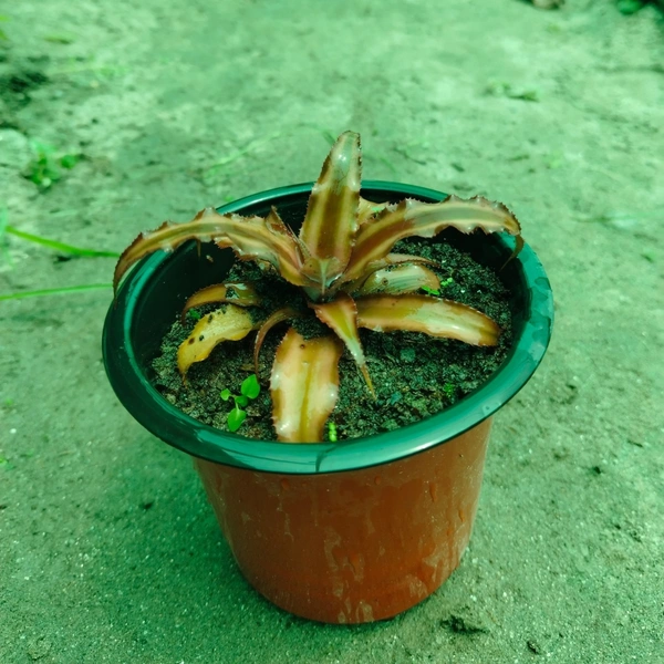 Bromeliad Cryptyantus