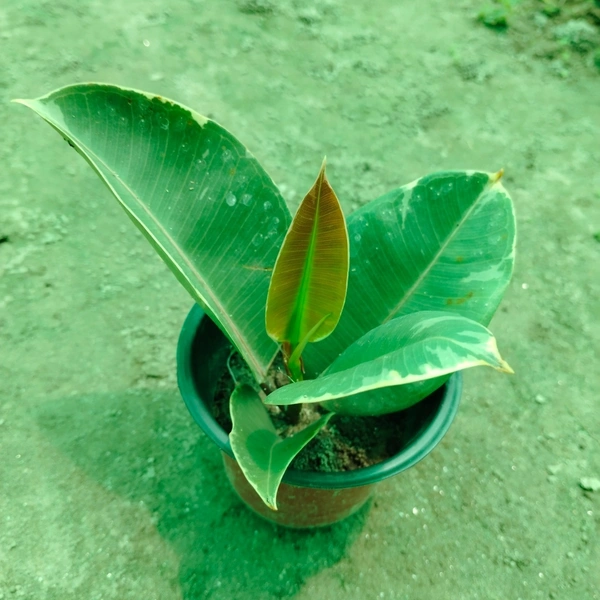 Ficus Elastica Belize