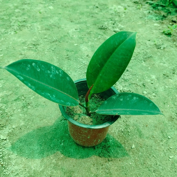 Ficus Elastic Abidjan 