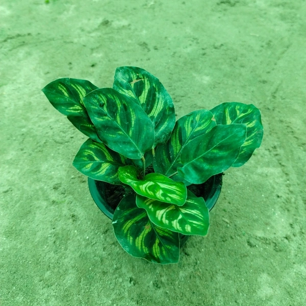 Calathea Makoyana