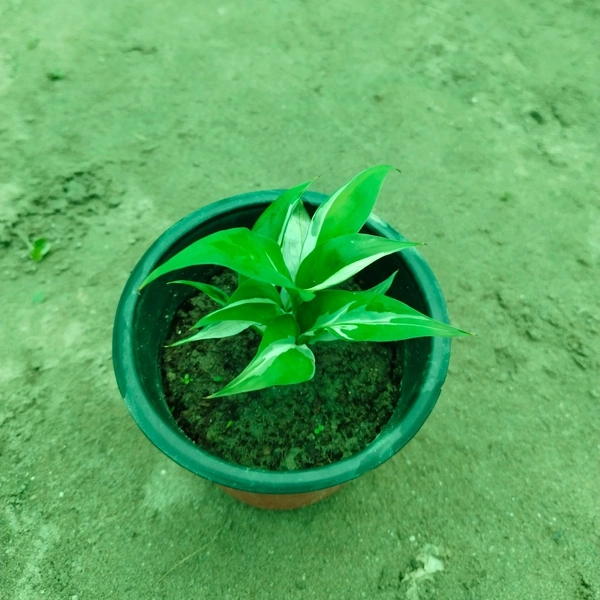 Peace Lily Varigated Dwarf