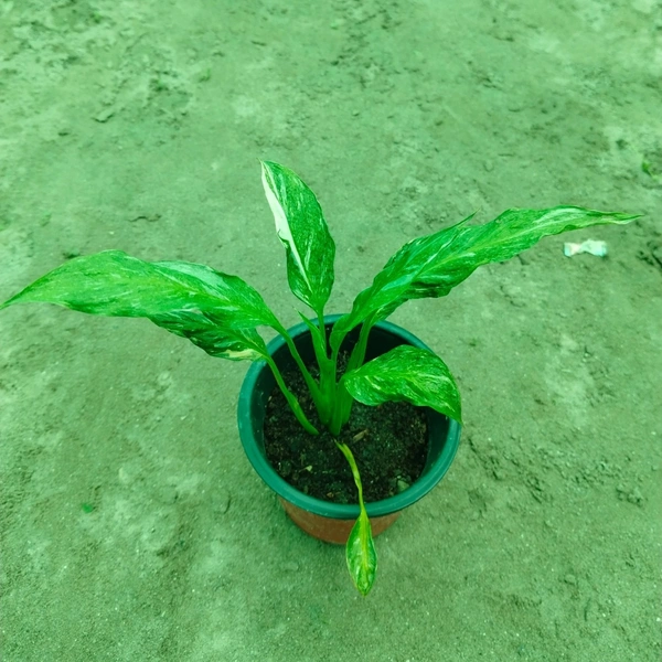 Peace Lily Varigated 