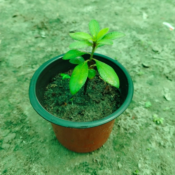 Azalea Plant