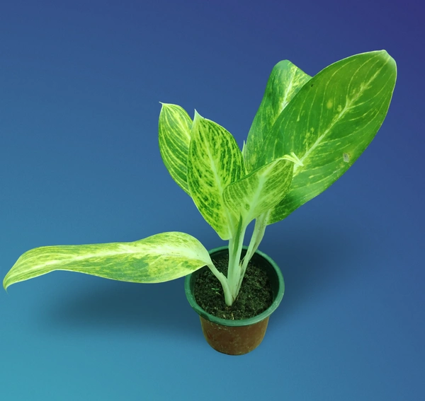 Aglaonema Brilliant