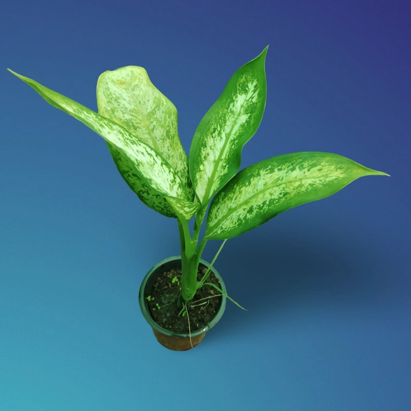 Dieffenbachia Amoena