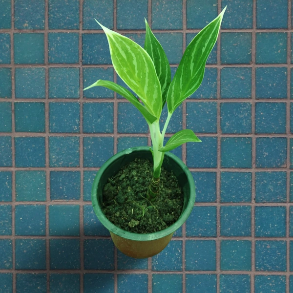 Aglaonema  Nitidum