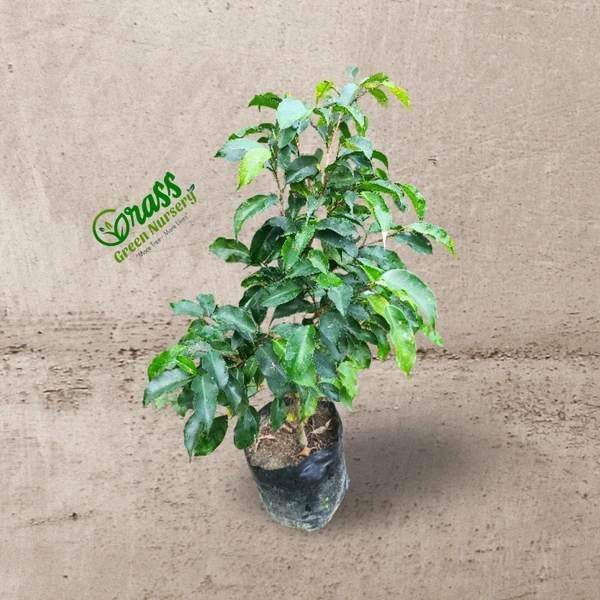 Ficus Benjamina Black 