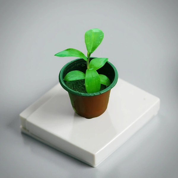 Insulin Plant (Spiral Ginger)