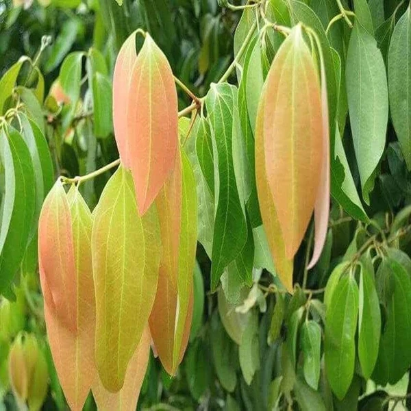 Indian Bay Leaf Sapling (100 Pcs.)