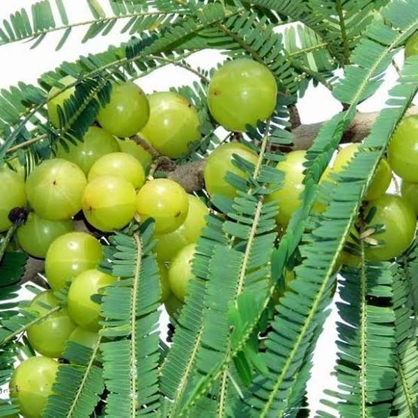 Indian Gooseberry (Amla) Plant Seedling (100 Pcs.)