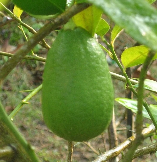 Assam Lemon-Kaji Nemu Sapling (100 Pcs.)