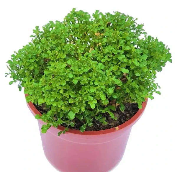 Kamini Dwarf -Table Kamini  Sapling (100 Pcs.)