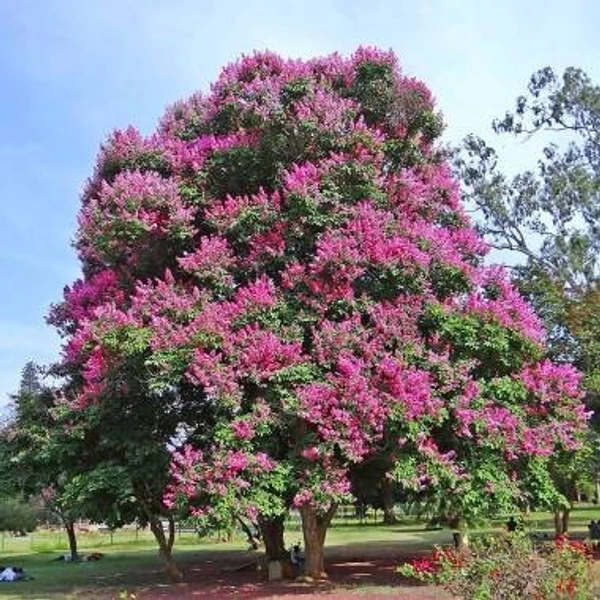 Lagerstroemia Speciosa (Crape Myrtle) Plant Seedling (100 Pcs.)