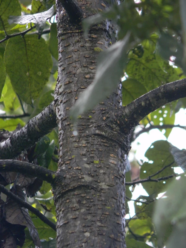 Nepalese Alder ( Black Alder) Plant Seedling (100 Pcs.)