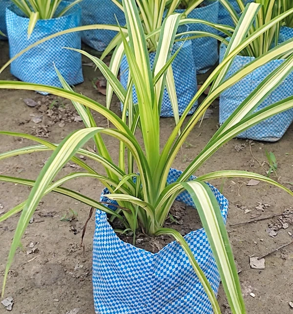 Pandanus veitchii (50Pcs.)