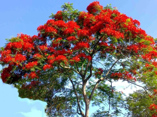 Royal Poinciana (Gulmohar) Plant Seedling (100 Pcs.)