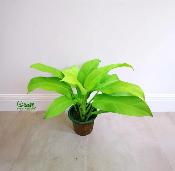 Philodendron Ceylon Golden